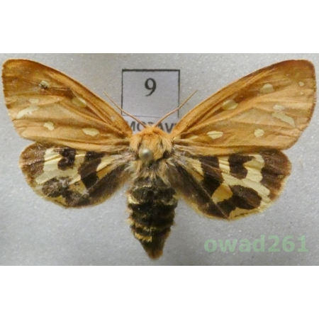 Arctia aulica (Linnaeus, 1758) female Czech9